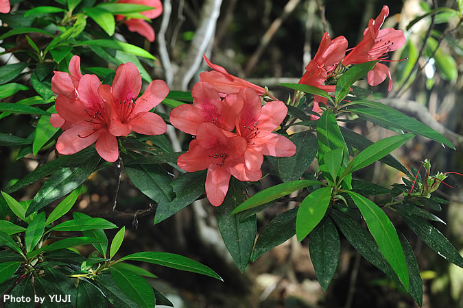 ケラマツツジ Rhododendron scabrum