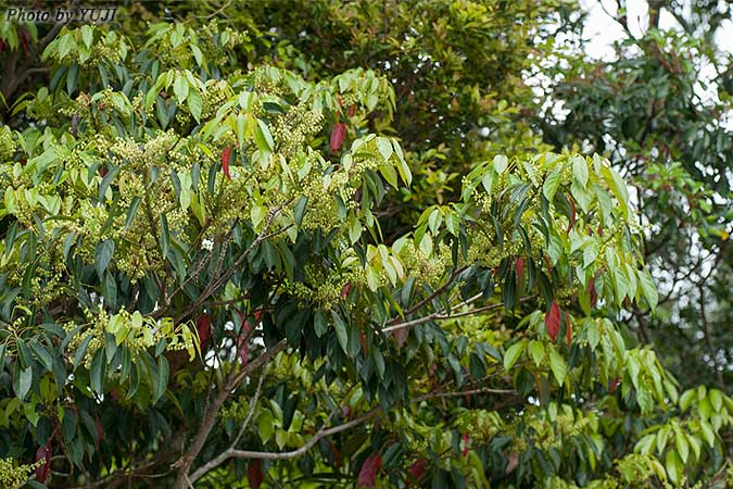 コバンモチ Elaeocarpus japonicus
