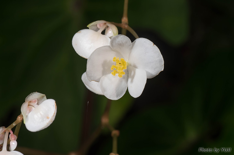コウトウシュウカイドウ Begonia fenicis