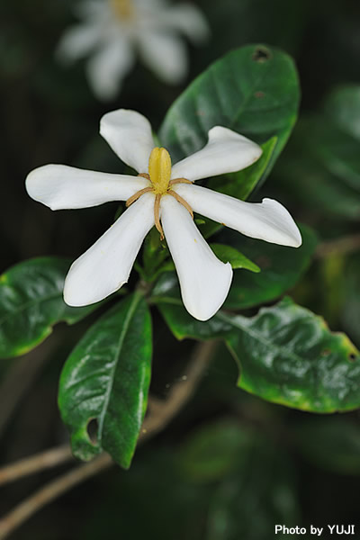 クチナシ Gardenia jasminoides