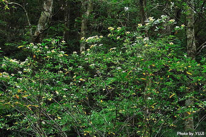 クチナシ Gardenia jasminoides