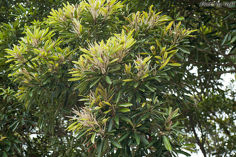 マテバシイ Lithocarpus edulis
