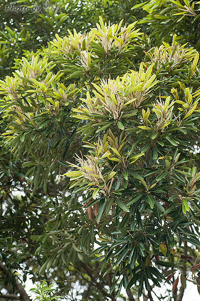 マテバシイ Lithocarpus edulis