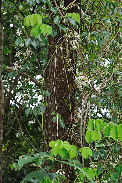 ムベ Stauntonia hexaphylla