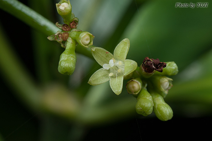 ボチョウジ（リュウキュウアオキ） Psychotria manillensis