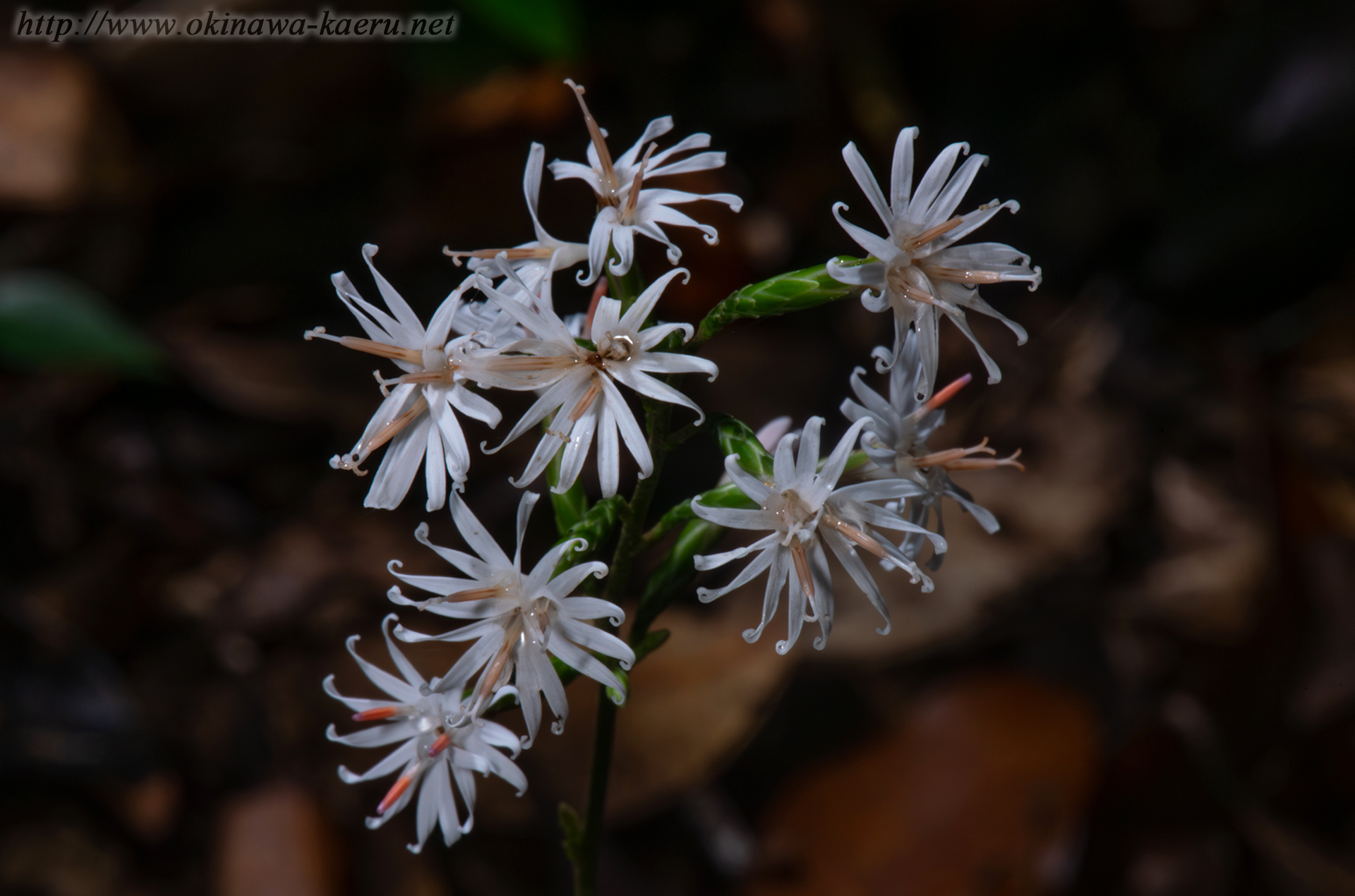 オキナワハグマの画像