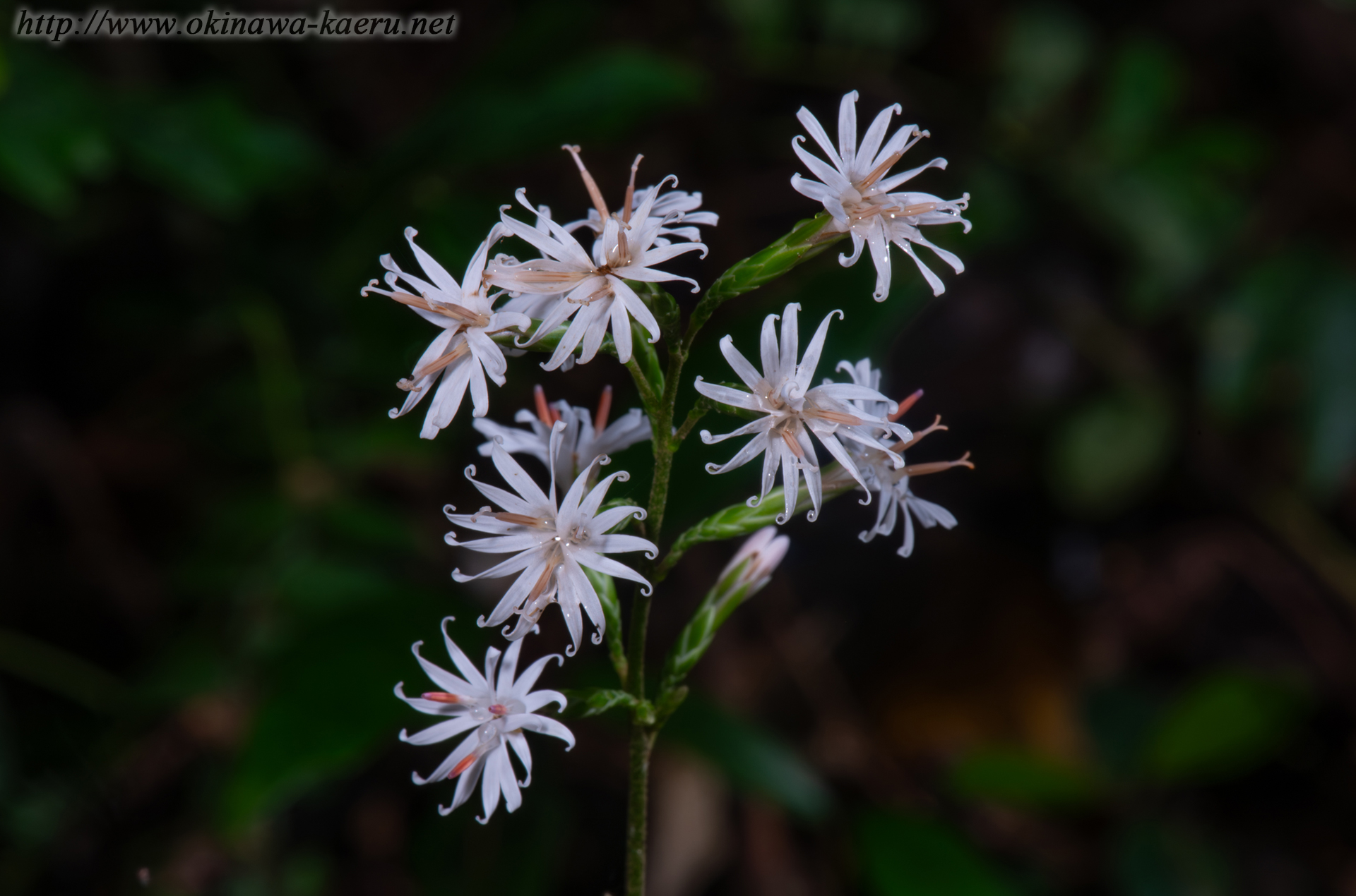オキナワハグマの画像