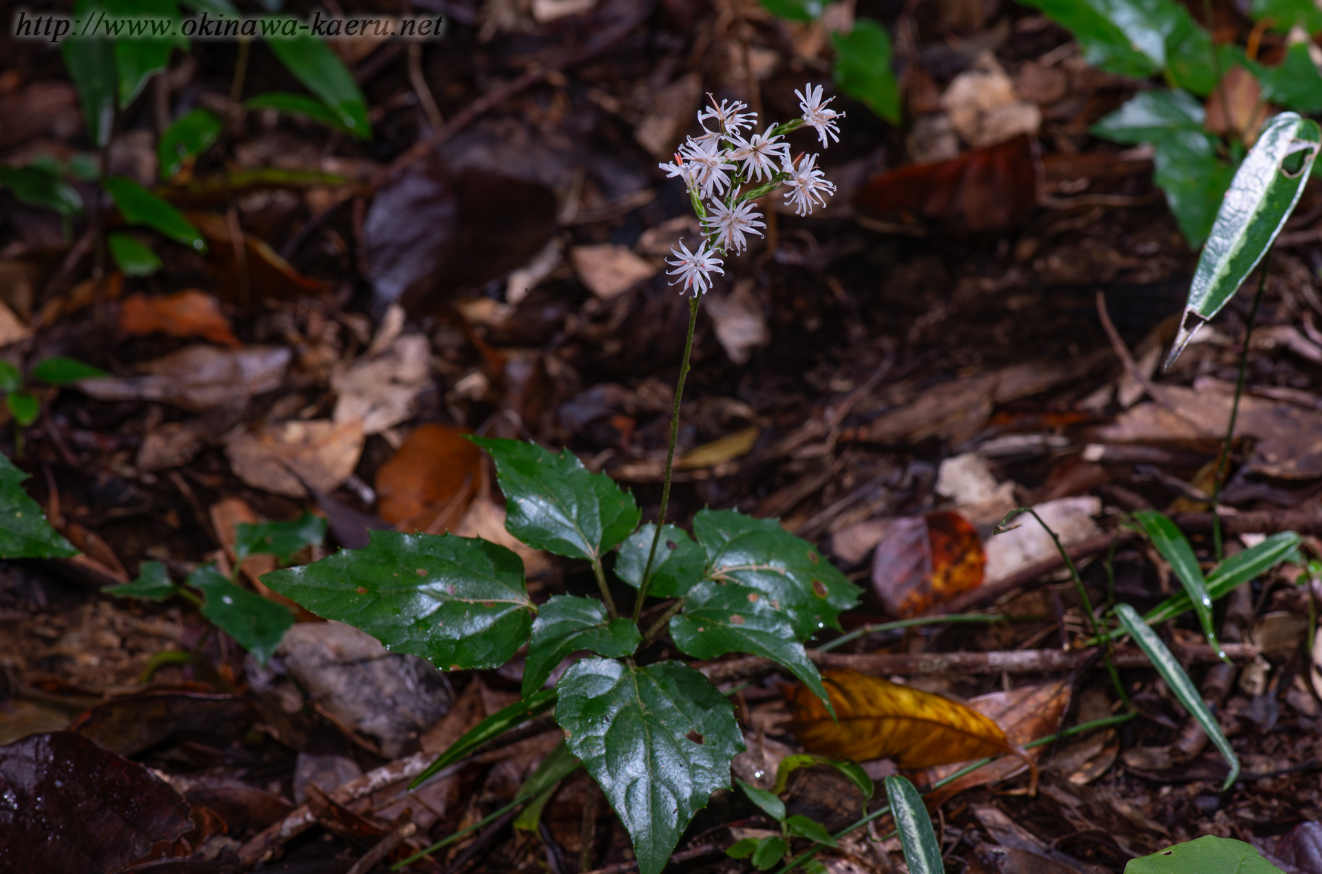 オキナワハグマの画像