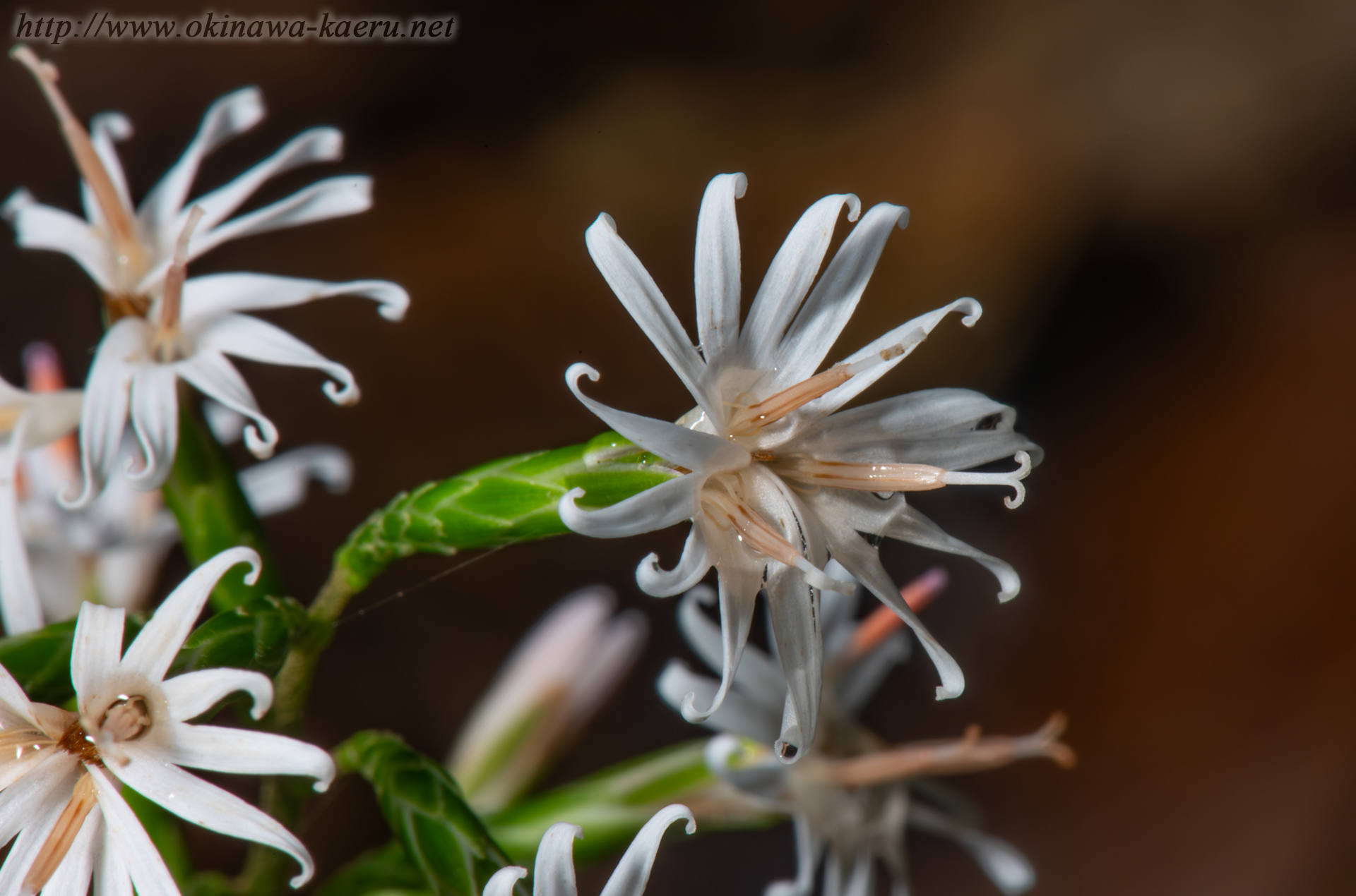 オキナワハグマの画像