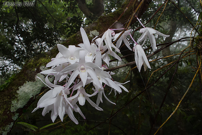 オキナワセッコク Dendrobium okinawense