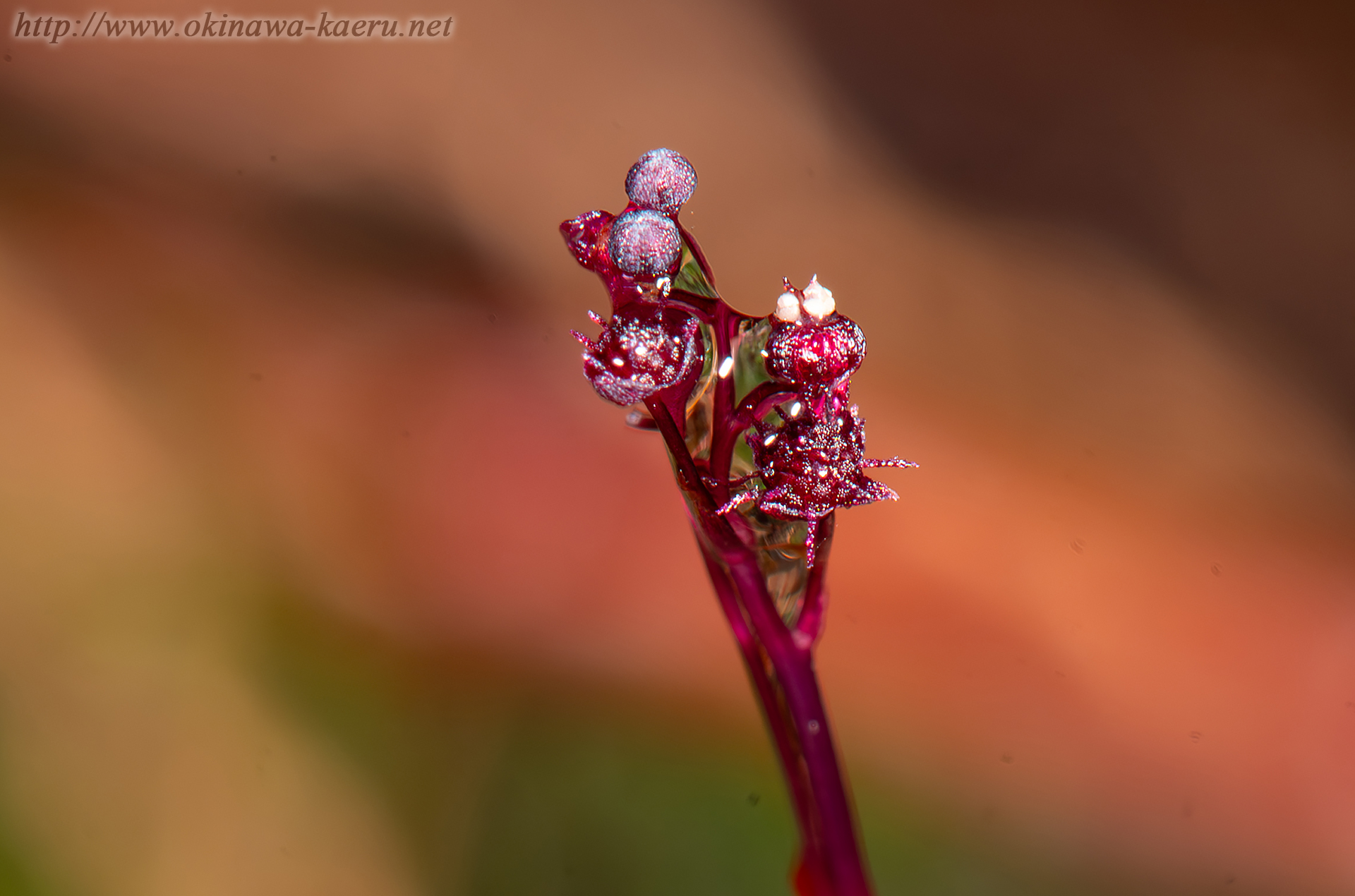 オキナワソウの画像