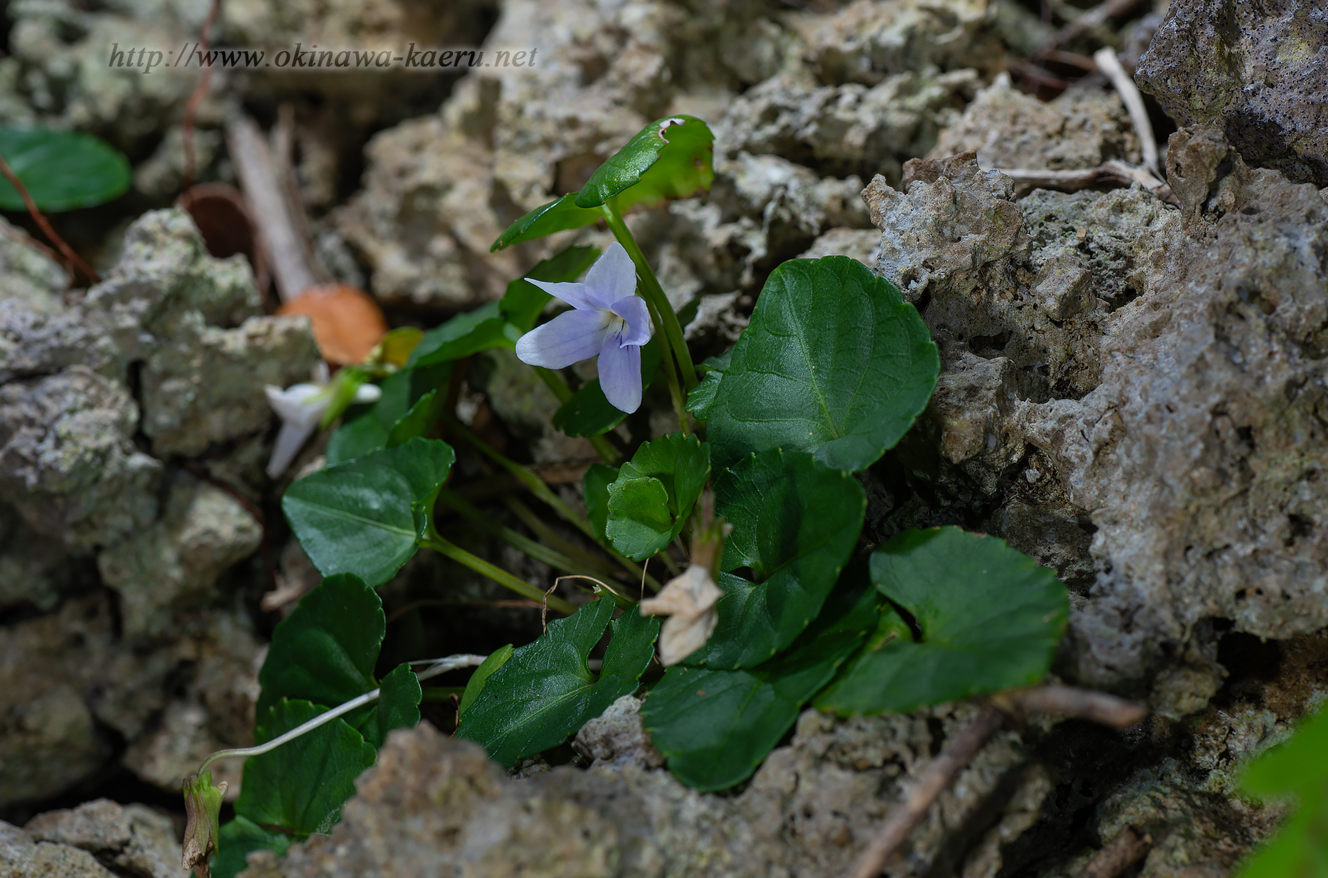 オキナワスミレの画像