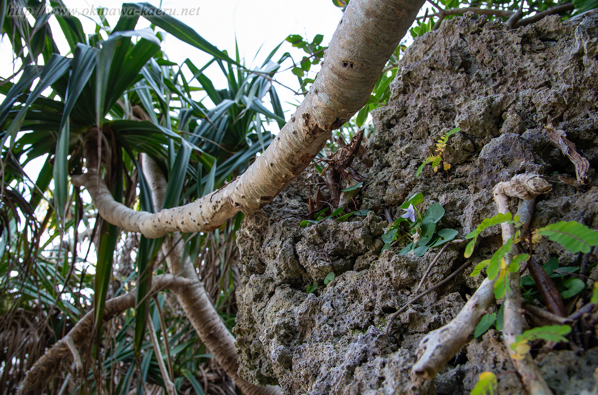 オキナワスミレの画像