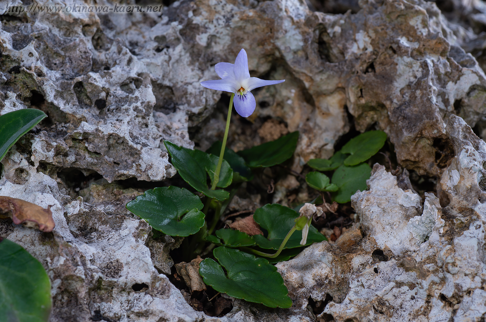 オキナワスミレの画像