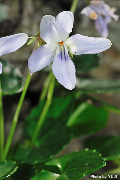 オキナワスミレ Viola utchinensis