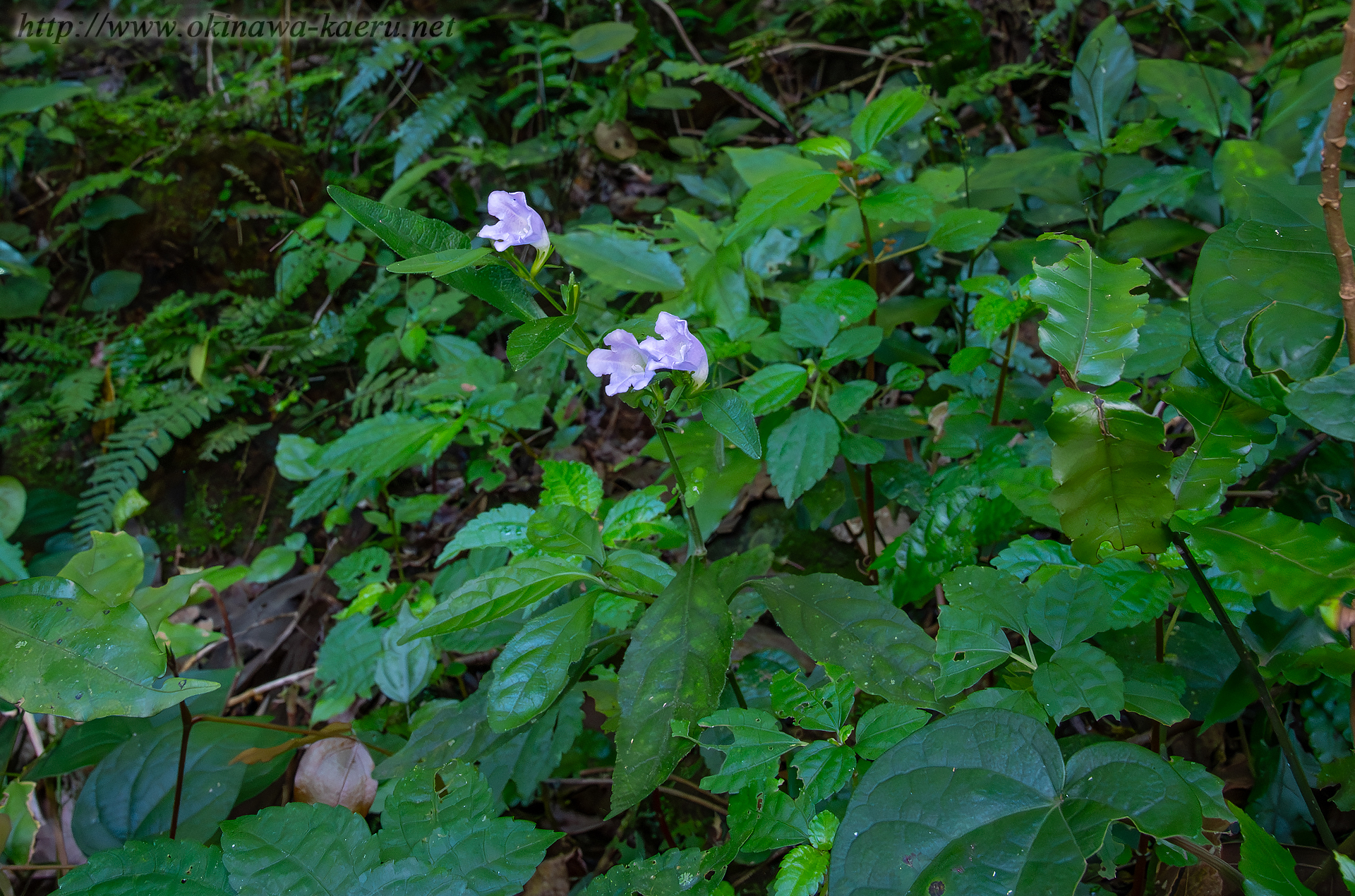 オキナワスズムシソウの画像