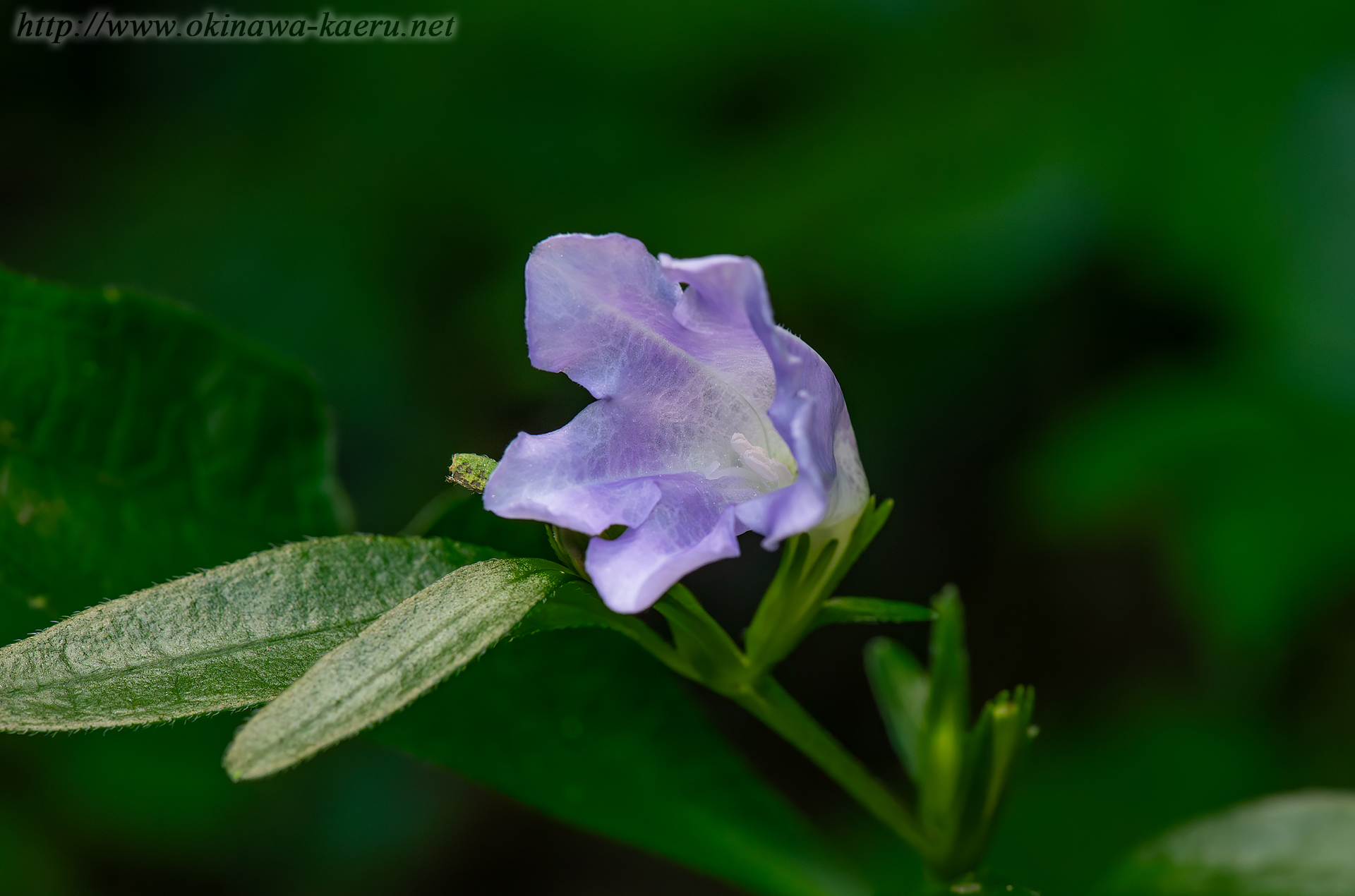 オキナワスズムシソウの画像