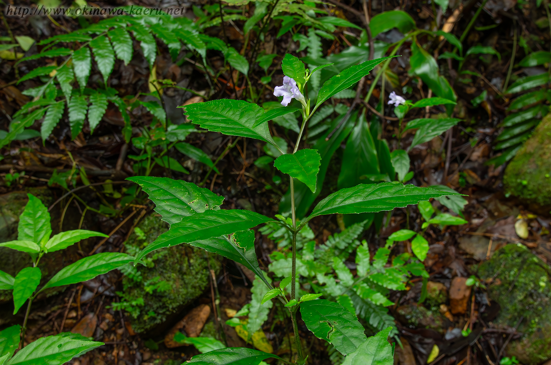 オキナワスズムシソウの画像