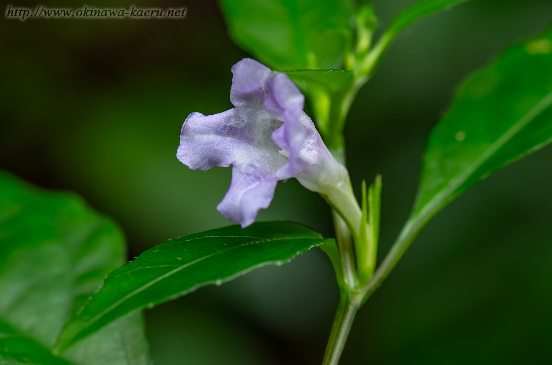 オキナワスズムシソウの画像