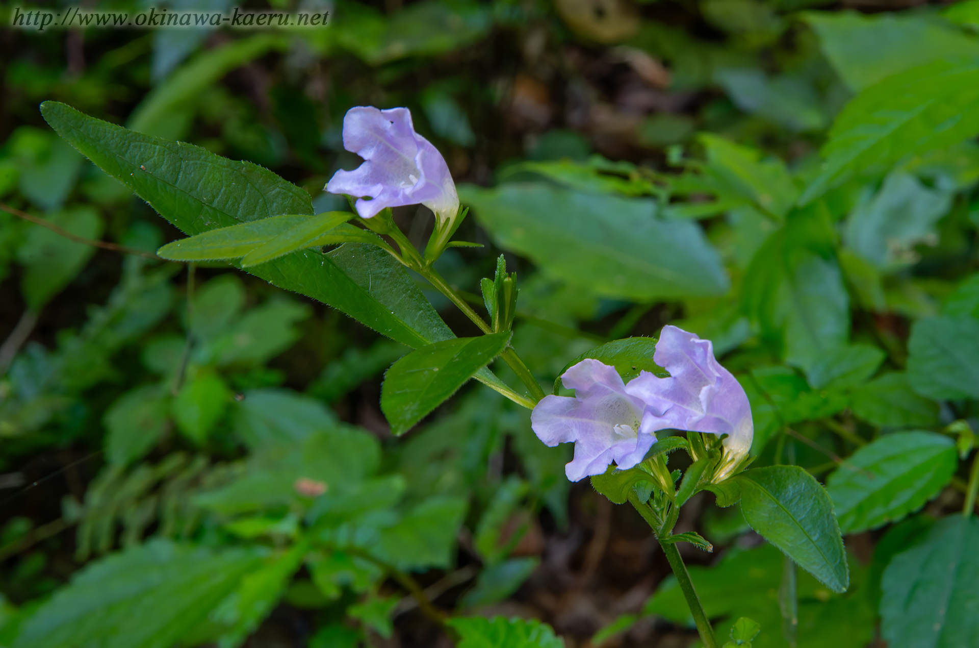 オキナワスズムシソウの画像