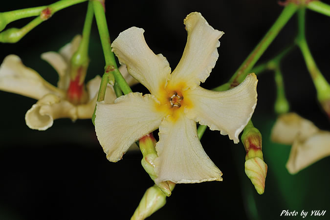 オキナワテイカカズラ Trachelospermum gracilipes var. liukiuense
