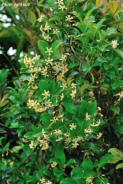 オキナワテイカカズラ Trachelospermum gracilipes var. liukiuense