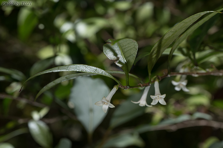 リュウキュウアリドオシ Damnacanthus biflorus