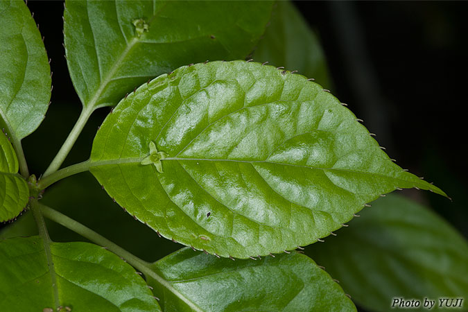 リュウキュウハナイカダ Helwingia japonica subsp. liukiuensis