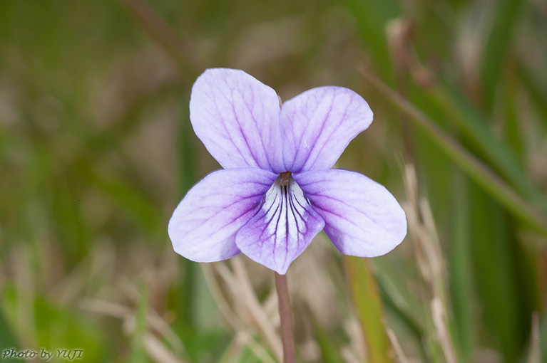 リュウキュウコスミレ Viola yedoensis var. pseudojaponica