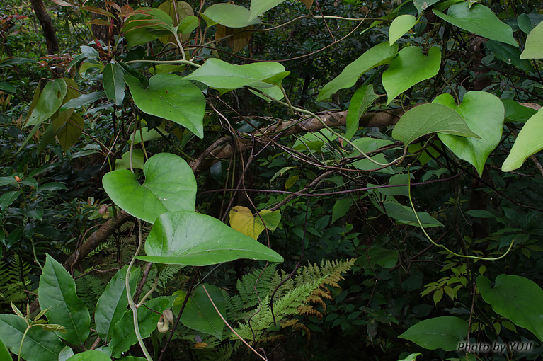リュウキュウウマノスズクサ Aristolochia liukiuensis