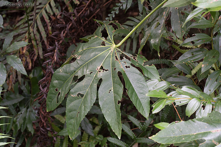 リュウキュウヤツデ Fatsia japonica var.liukiuensis