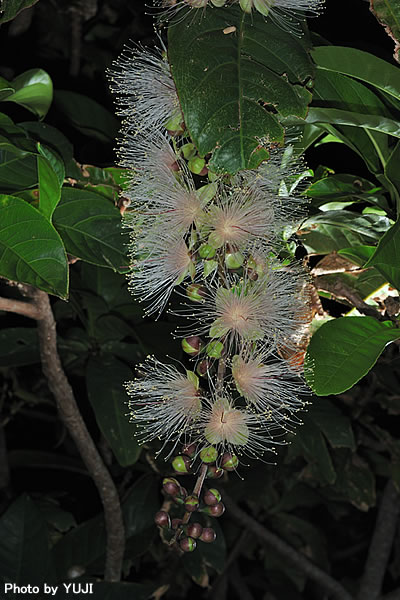 サガリバナ Barringtonia racemosa