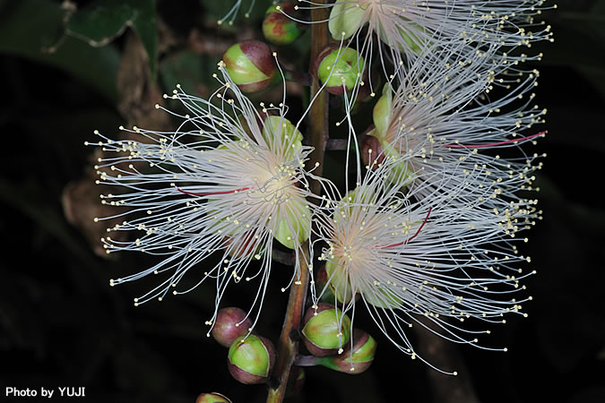 サガリバナ Barringtonia racemosa