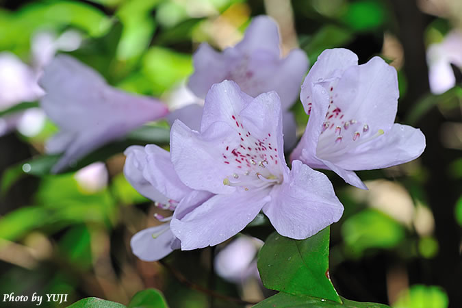 サクラツツジ Rhododendron Tashiroi 沖縄の維管束植物 花の図鑑 おきなわカエル商会