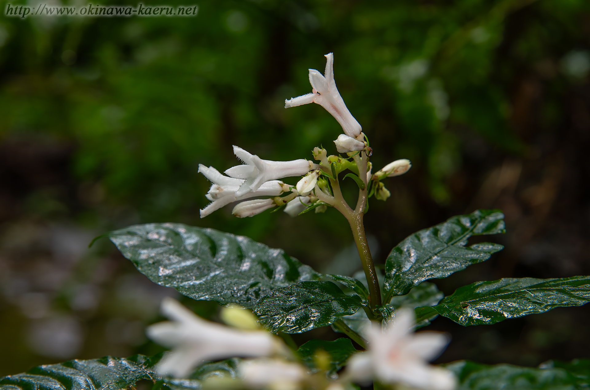 サツマイナモリの画像