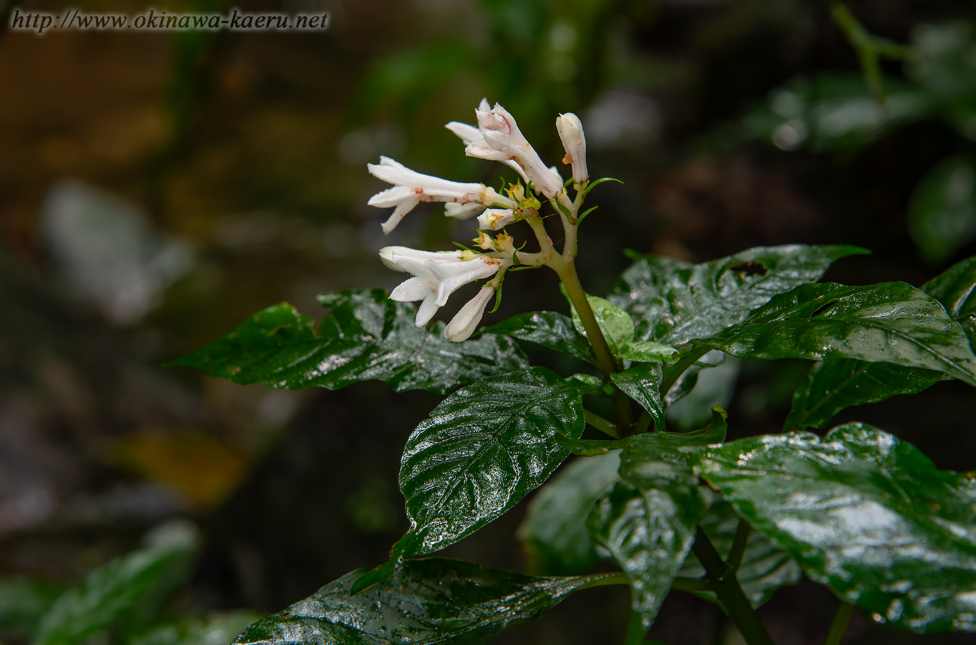 サツマイナモリの画像