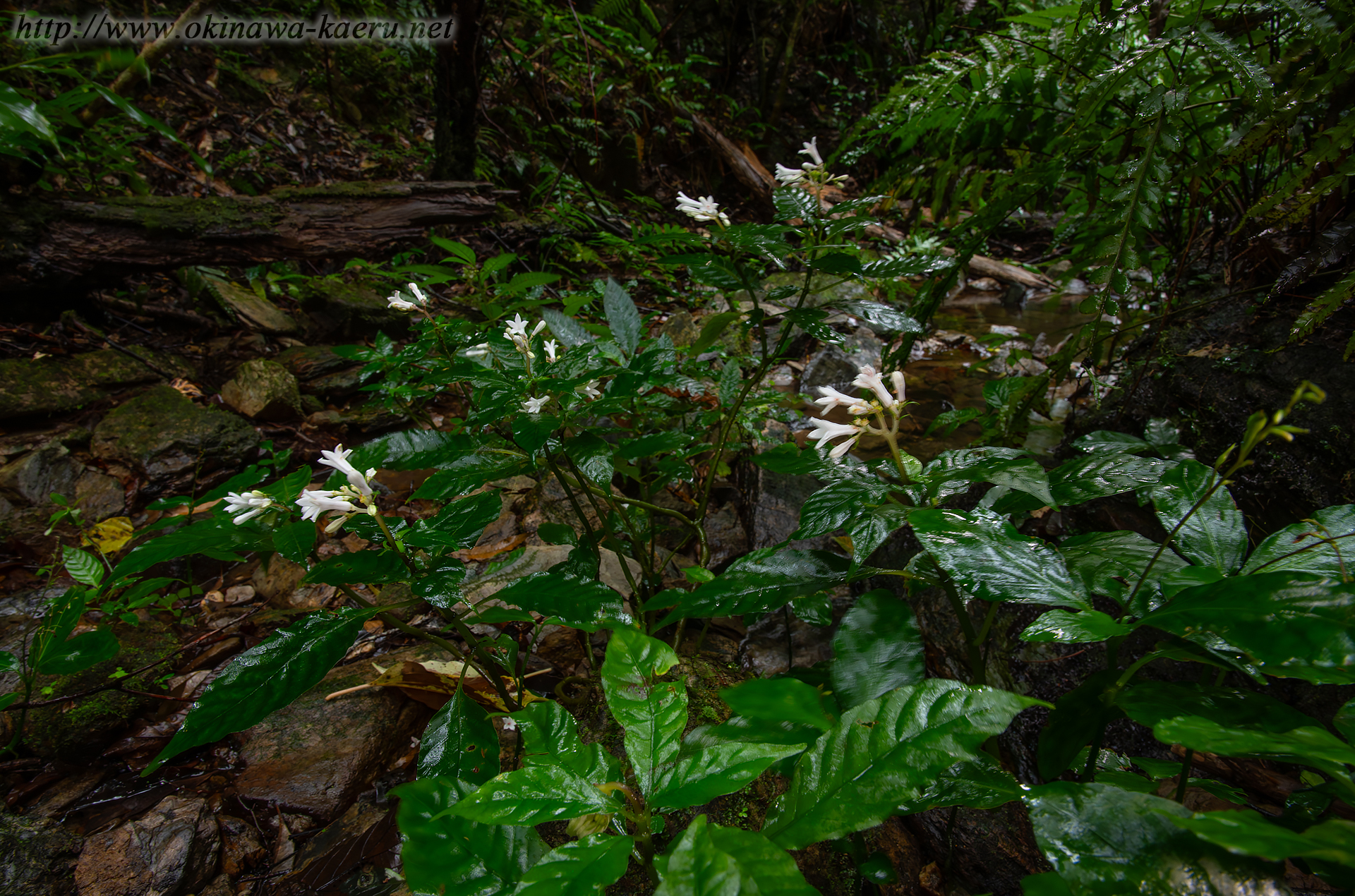 サツマイナモリの画像