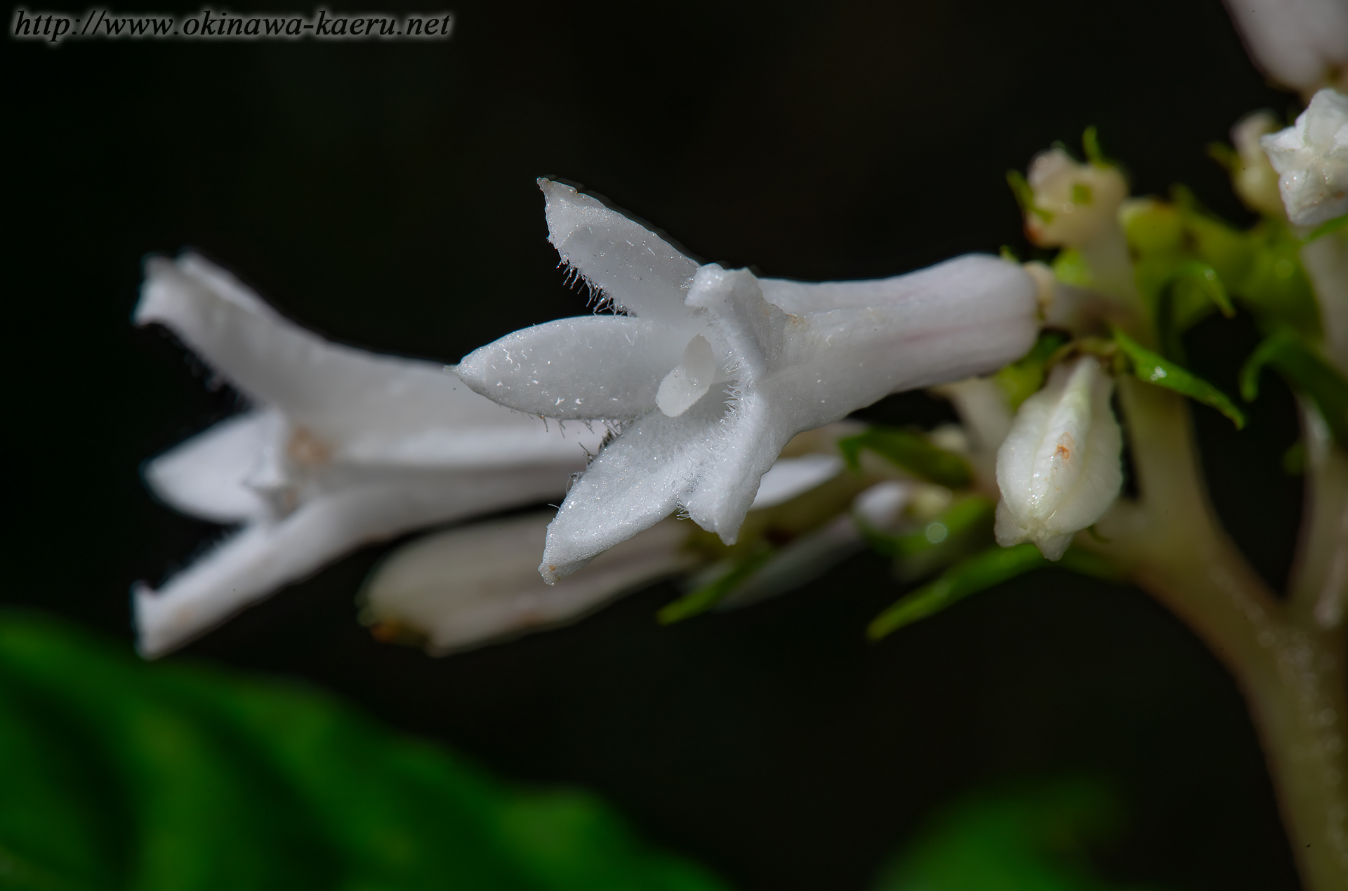 サツマイナモリの画像