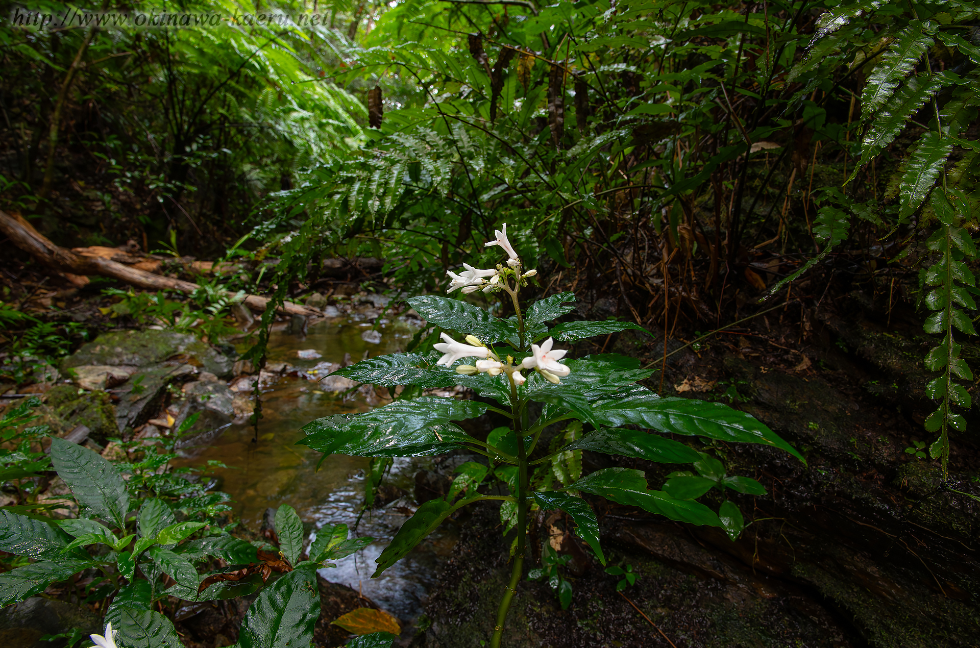 サツマイナモリの画像