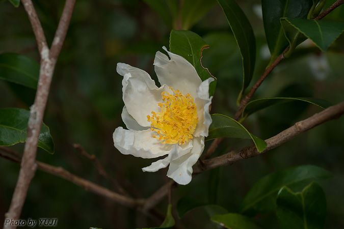 サザンカ Camellia sasanqua