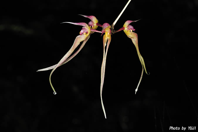 シコウラン Bulbophyllum macraei 