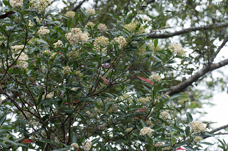 シマカナメモチ Photinia wrightiana