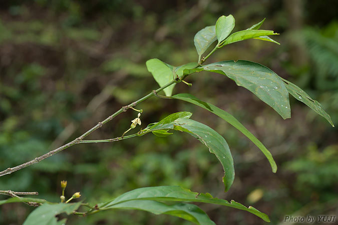 シマミサオノキ Randia canthioides