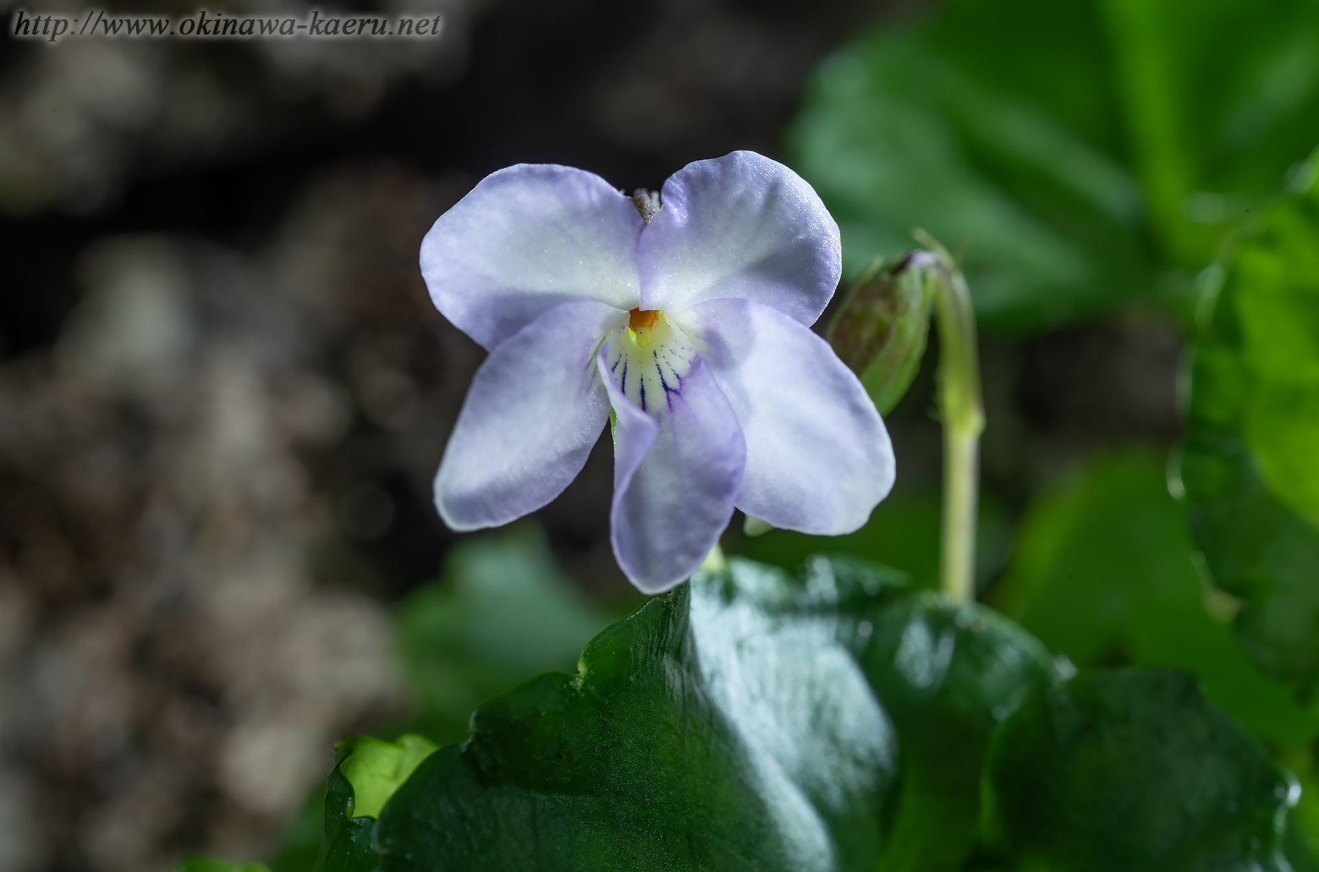 シマジリスミレの画像