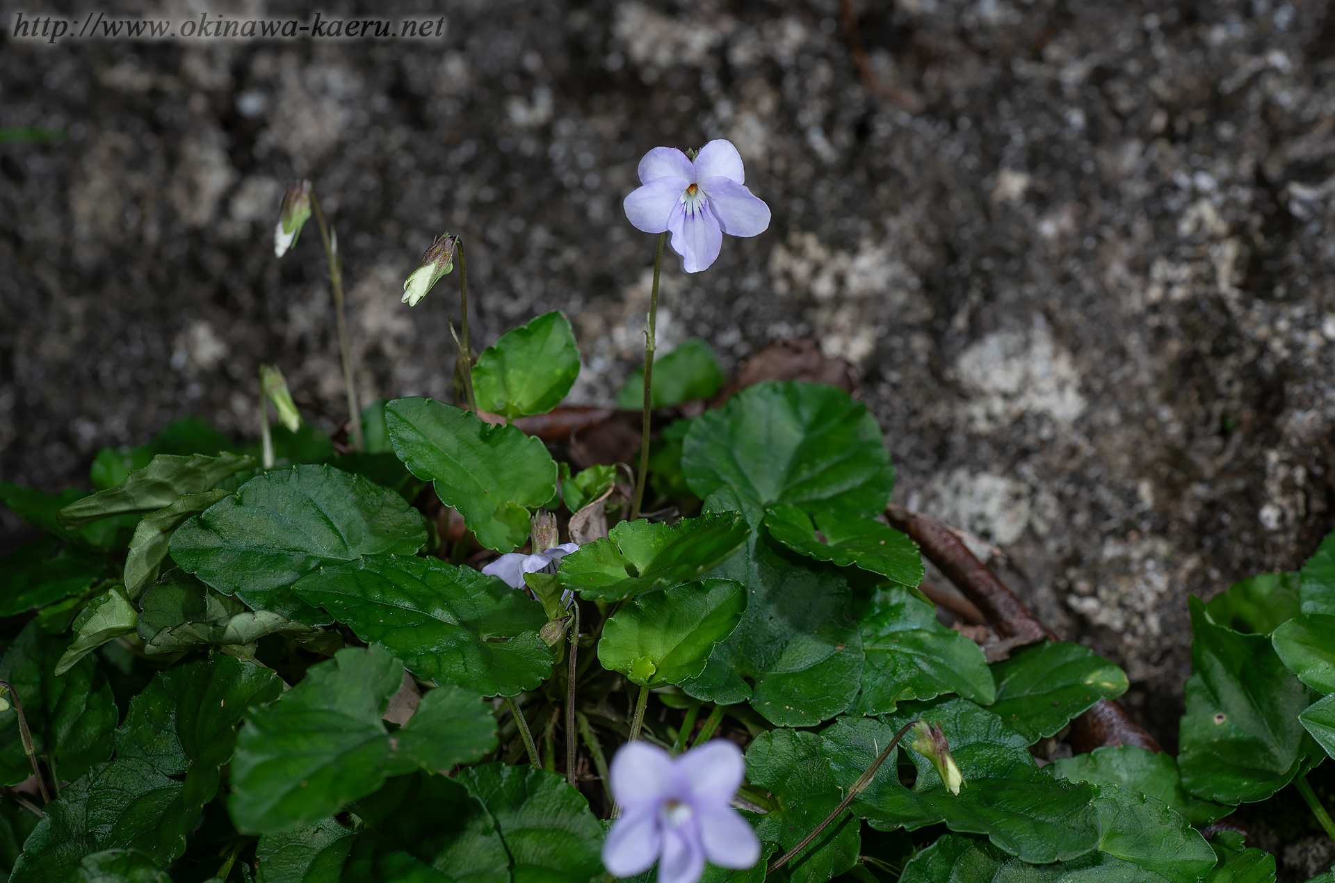 シマジリスミレの画像