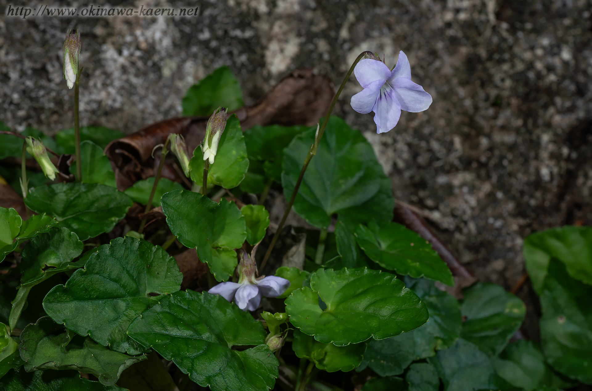 シマジリスミレの画像