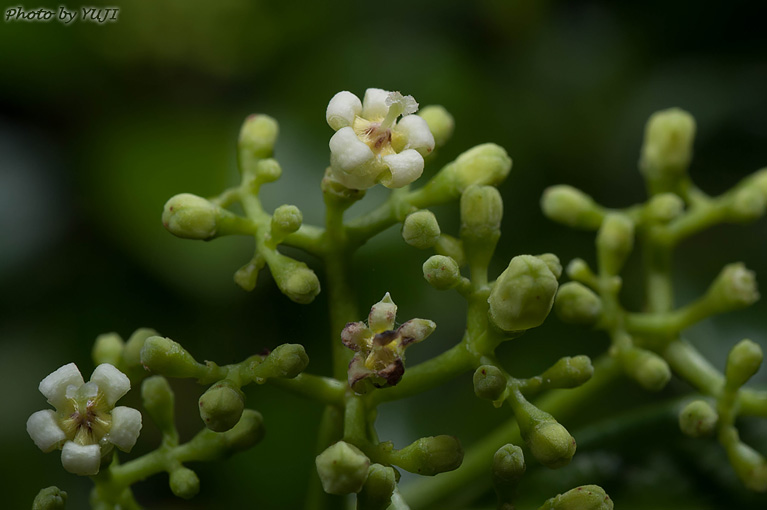 シラタマカズラ Psychotria serpens