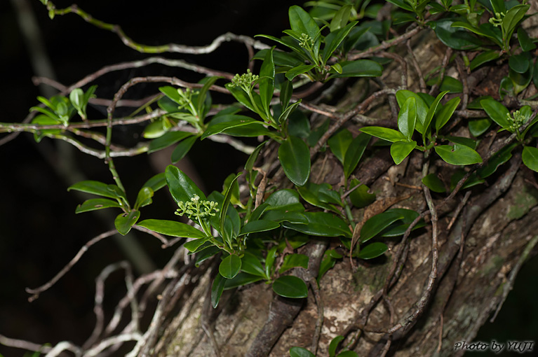 シラタマカズラ Psychotria serpens