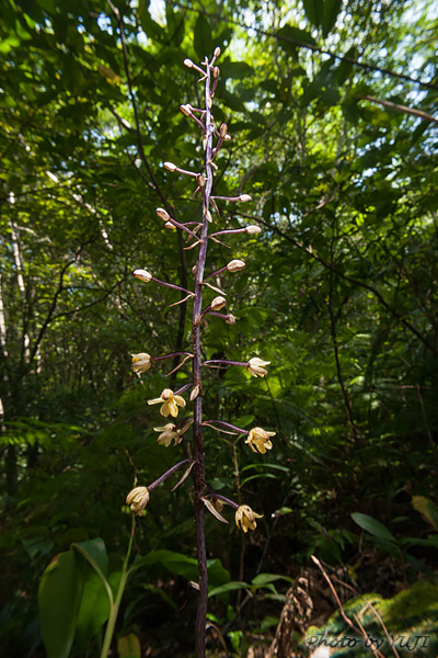 タネガシマムヨウラン Aphyllorchis montana