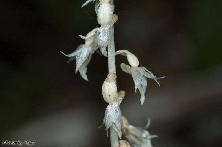 タシロラン Epipogium roseum